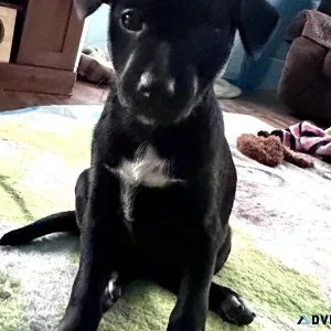 Rat Terrier pups