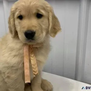Gorgeous Golden Retriever Puppies ready for new loving homes.