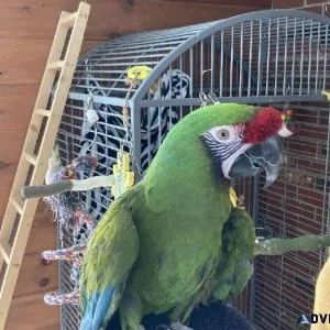 Military Macaws female