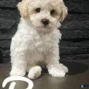 3 Gorgeous Teddy bear Bichonpoo Puppies ready 2 yr health guar.