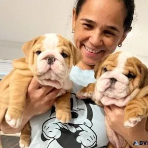 English Bulldog Puppies