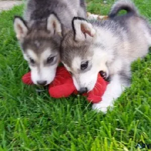 Alaskan Malamute Puppies