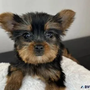 Weeks old Yorkie puppies to give it out