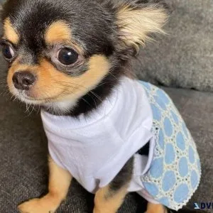 Active Chihuahua Puppies