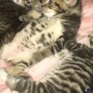 34 Bengals kittens