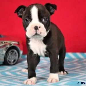 Boston terrier puppies