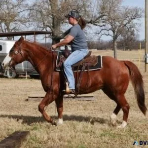 Quarter Horse for sale. Sorrel Gelding. Kids Safe