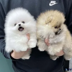 Purebred Pomeranian Puppies available