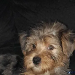 Yorkies