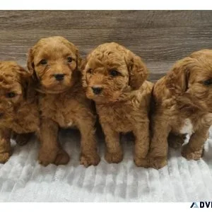 Adorable Toy Poodle Puppies For Sale.