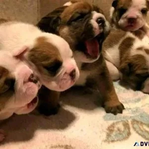 YORKIE PUPPIES FOR SALE
