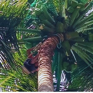 Coconut safety net