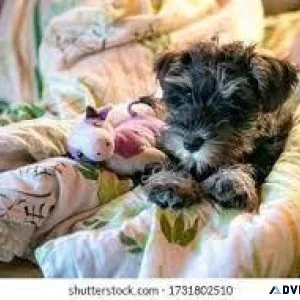 Mini Schnauzer&rsquos