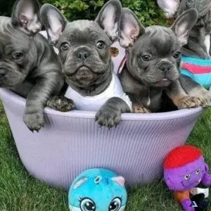 my cute adorable Frenchie puppy for sale.