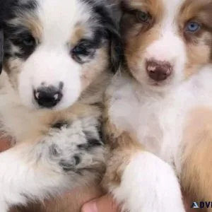Sweet Australian Shepherd puppies.