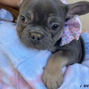 AKC French Bulldog Puppies Available