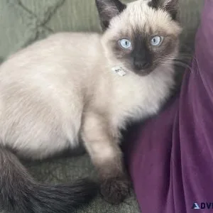 Female Siamese kitten