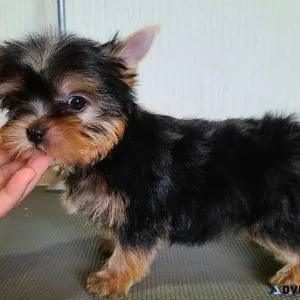 ready Yorkshire terrier puppies