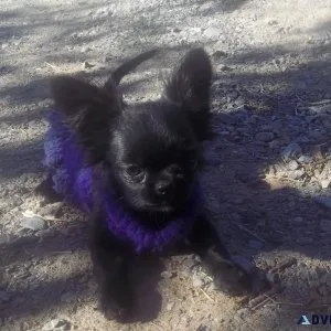AKC Long Coat Chihuahua Black Male