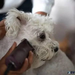 Dog Groomers in Faridabad Dog Baths Haircuts Nail Trimming