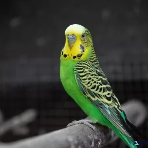 Holidays With Birds - Vets in Clermont County