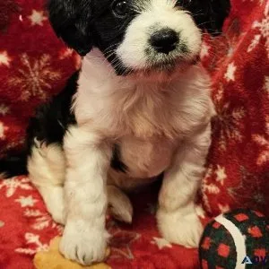 Cavapoochon