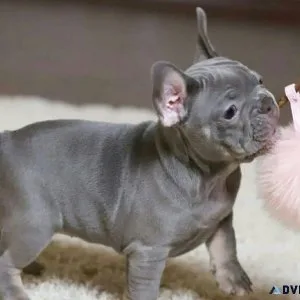 French Bulldog Puppies For Sale