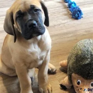 Healthy EnglishH Mastiff Puppies for Sale