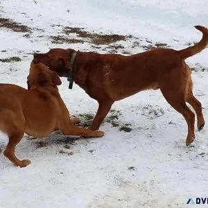 AKC Fox red Labrador Retriever puppies