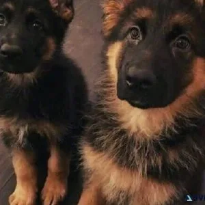 German Shepherd Puppies