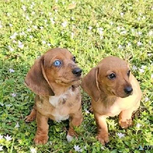 9 week old dapple male dachshund puppy
