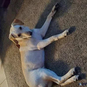 Yellow Lab  Walker mix