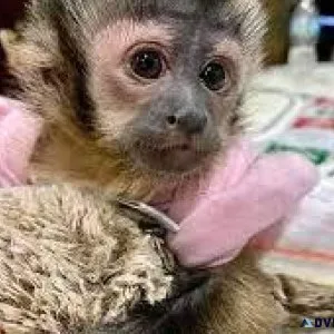 FREE MONKEYS FOR ADOPTION AND REHOMING