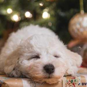 Make this year the Best Christmas Ever
