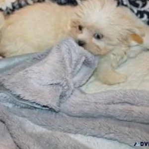 Awesome Mi-ki Pup  Cream male