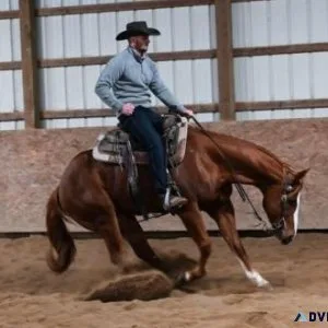2016 AQHA Palomino Solid Seasoned Ranch Gelding