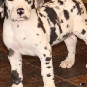 Home raised Harleqiun Great Dane Puppies