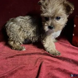 Yorkie Tcup Girl