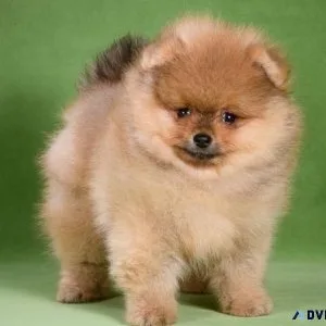 Beautiful Pomeranian Puppies For Sale.