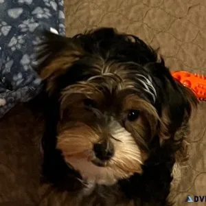AKC Yorkshire Terriers