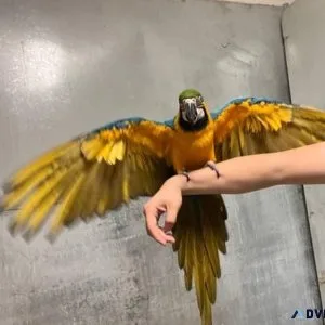 Tame Macaw Parrot