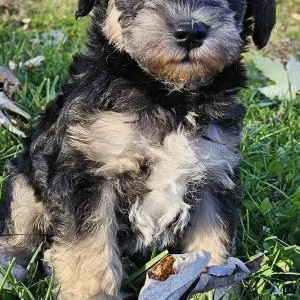 SCHNOODLES