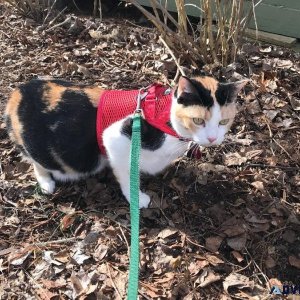 Pet Sitter s Needed ASAP