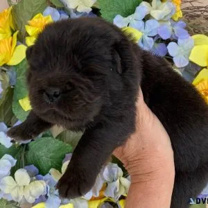 Lovely  Chow Chow