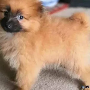 ssdaf Pomeranian puppy