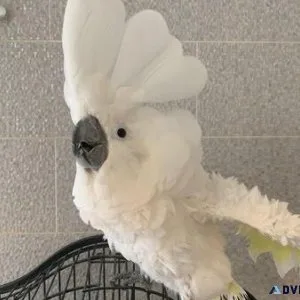 Umbrella Cockatoo Parrots available with Accessories