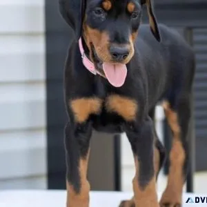 Bigbone Doberman Pinscher Puppies available