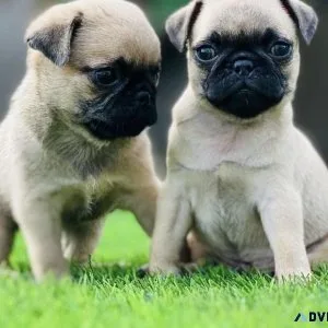 Pugs puppies for sale