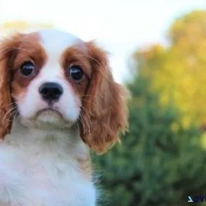 Top Quality Cavalier King Charles Puppies