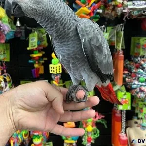 African grey for rehoming